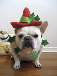 Dog with Elf hat